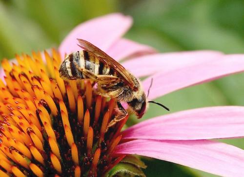 Halictus scabiosae